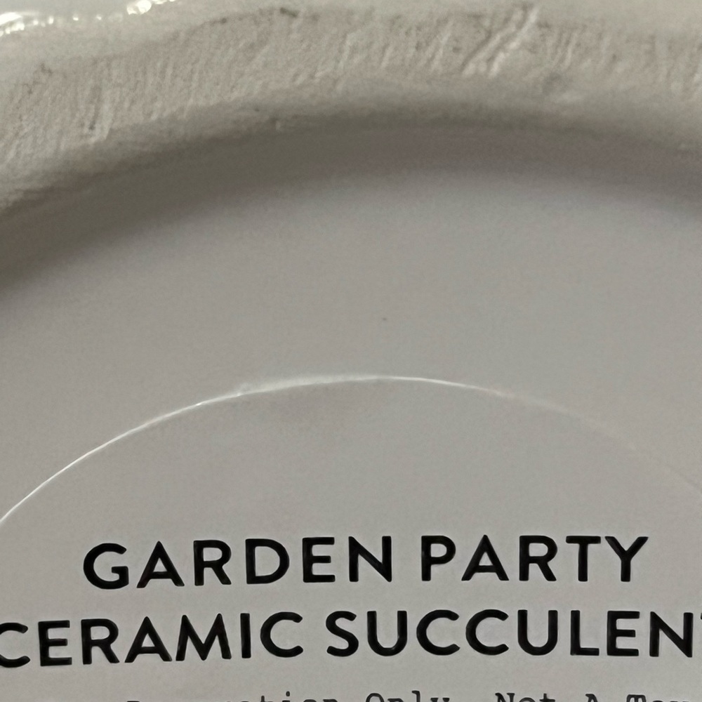 Ceramic Succulent - Picture 4 of 4
